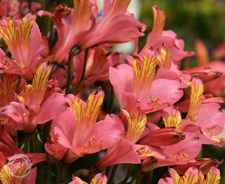 Flowers 8W90D-12.JPG